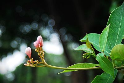 Close-up of insect on flower