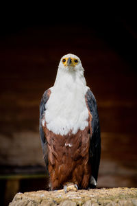 Close-up of a bird