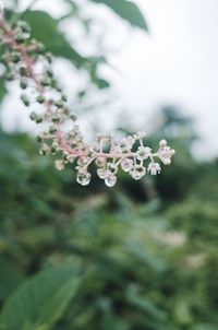 Close-up of white flowering plant