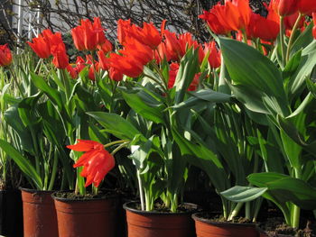 Close-up of red flowers