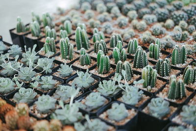 Close-up of succulent plant on field