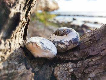 Close-up of mushrooms on tree trunk