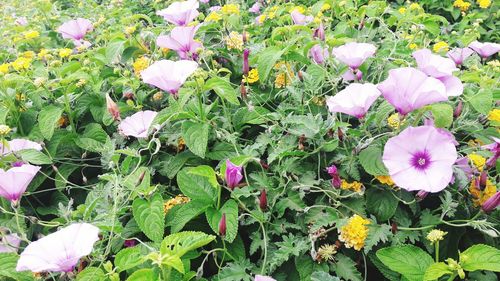 Close-up of fresh flowers in bloom