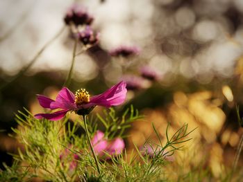 Close-up of pink flowering plant on field