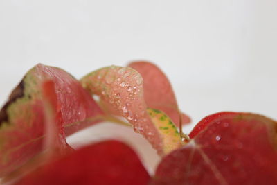 Close-up of red leaf over white background