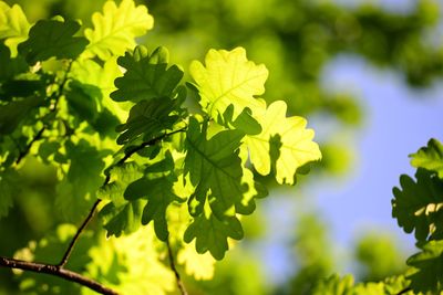 Close-up of fresh green leaves