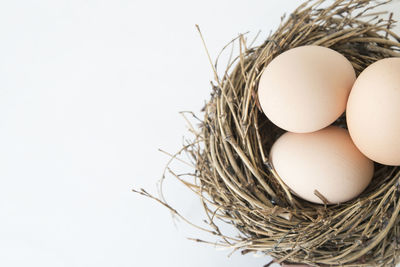 Close-up of eggs in nest against white background