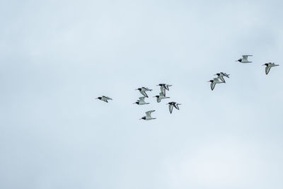 Low angle view of birds flying