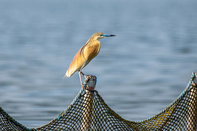 View of bird perching on the sea