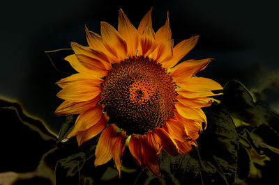 Close-up of sunflower against black background