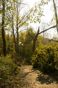 Trees growing in forest