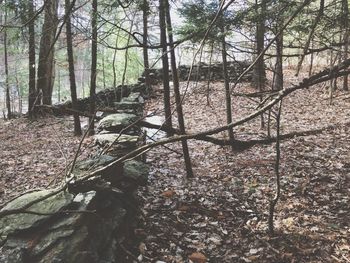 Trees in forest