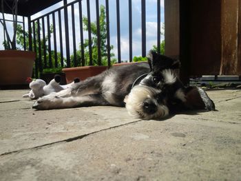 Close-up portrait of dog resting on floor