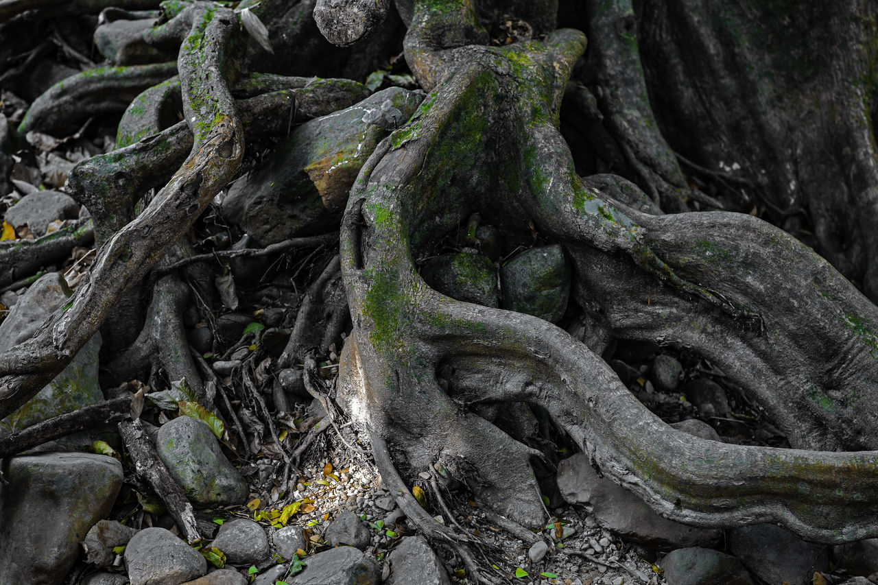 CLOSE-UP OF DEAD TREE