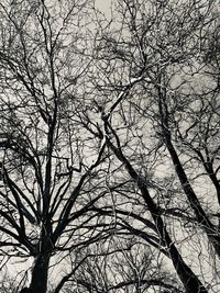 Low angle view of bare tree against sky