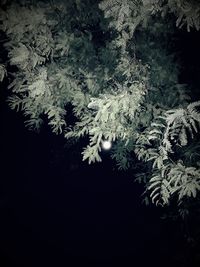 Close-up of illuminated flowering tree at night
