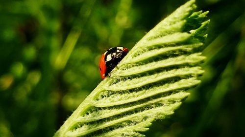 Close-up of butterfly on leaf