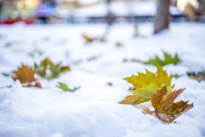 Close-up of yellow flower in snow