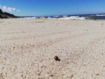 Close-up of shell on beach