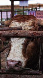 Close-up of cow in pen