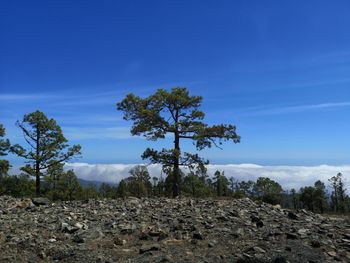 Scenic view of trees against sky