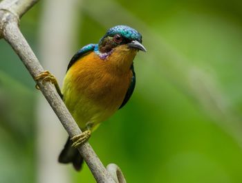Close-up of bird perching on leaf