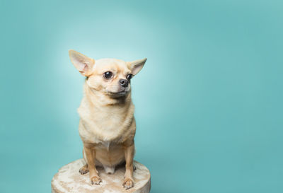 Tan chihuahua sitting on stool on aqua background, clean modern