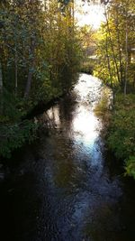 River in forest