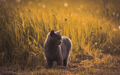 Cat in grass on field