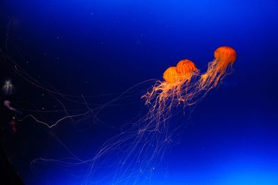 Jellyfish swimming in sea