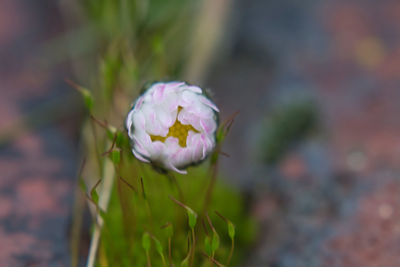 Close-up of purple flowering plant