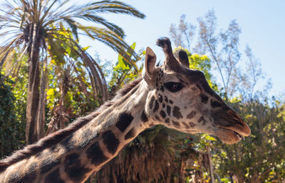 Close-up of giraffe against trees