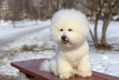 Close-up of a dog on snow