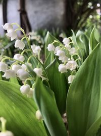 Close-up of white flowering plants