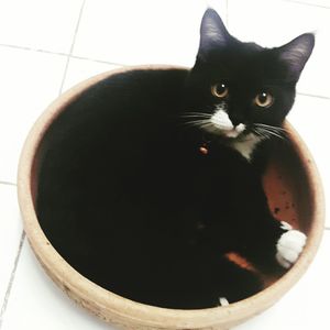 Portrait of black cat