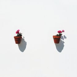 Close-up of roses against white background