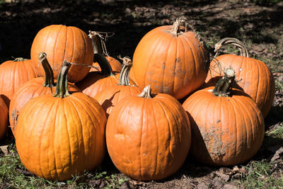 Pumpkins on agricultural field during autumn