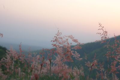 Plants growing on field against sky during sunset