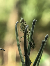 Close-up of insect on plant