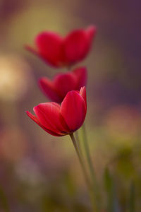 Close-up of pink tulip