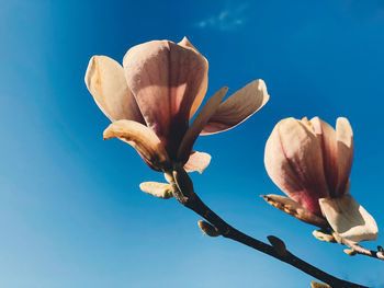 Low angle view of flowering plant against blue sky