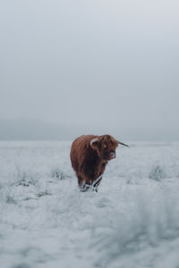 Close-up of highlander in snow