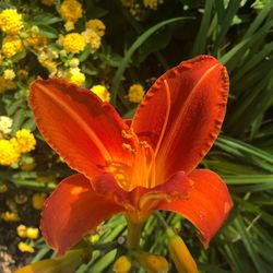 Close-up of orange day lily on plant