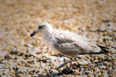 Close-up of seagull on rock
