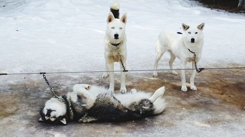 High angle view of dogs