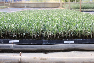 Close-up of plants growing in greenhouse