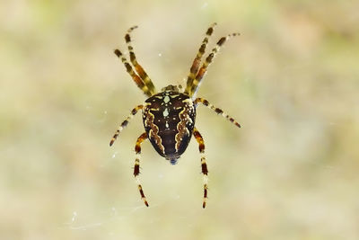 Close-up of spider on web