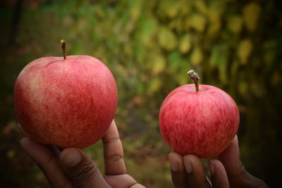 Close-up of hand holding apple