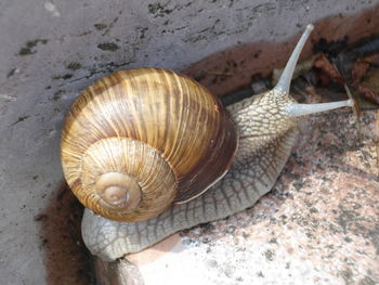 Close-up of snail on rock