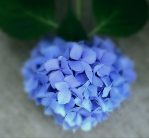 Close-up of purple flowers blooming